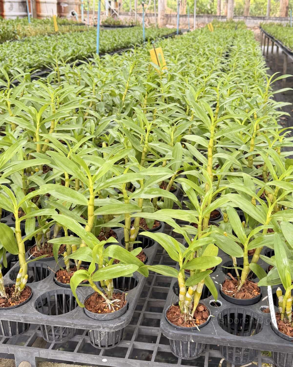 Dendrobium Rainbow Dance (Hybrid) (No89) - Dendrobium Rainbow Dance (Hybrid)
