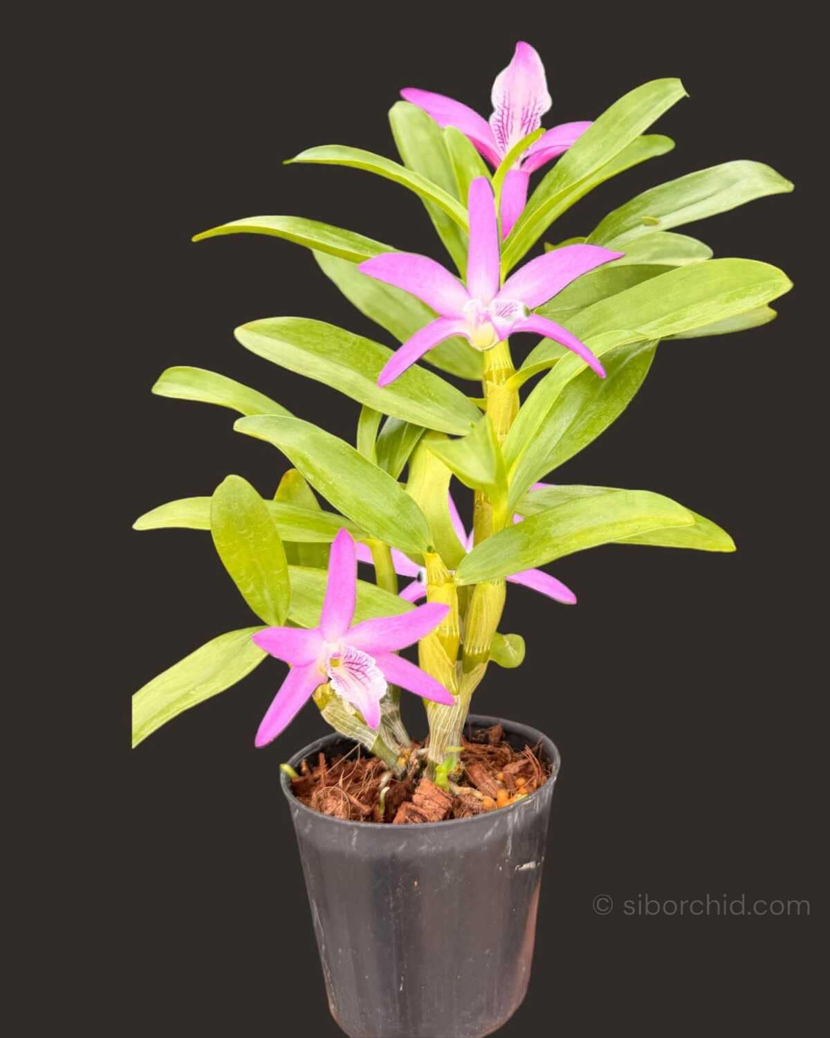 Dendrobium Rainbow Dance (Hybrid) (No89) - Dendrobium Rainbow Dance (Hybrid)