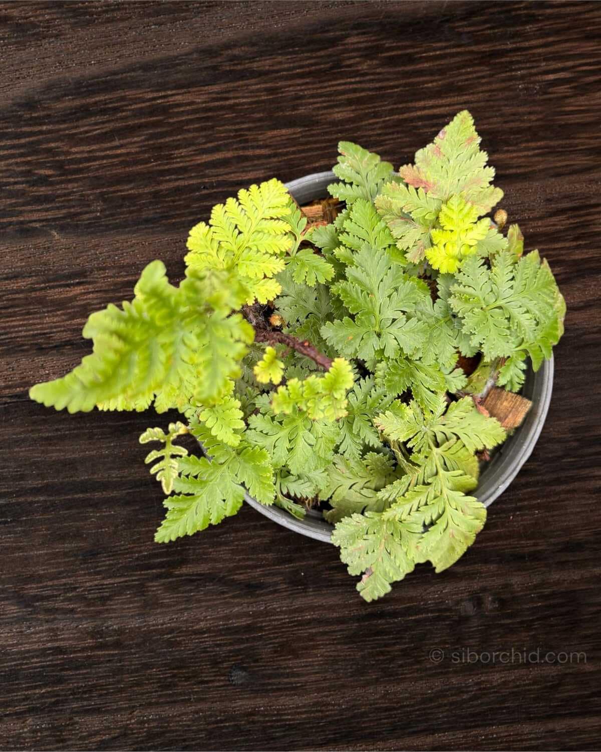 Davallia fejeensis Dwarf (Rabbit Foot Fern) - Davallia fejeensis Dwarf Form