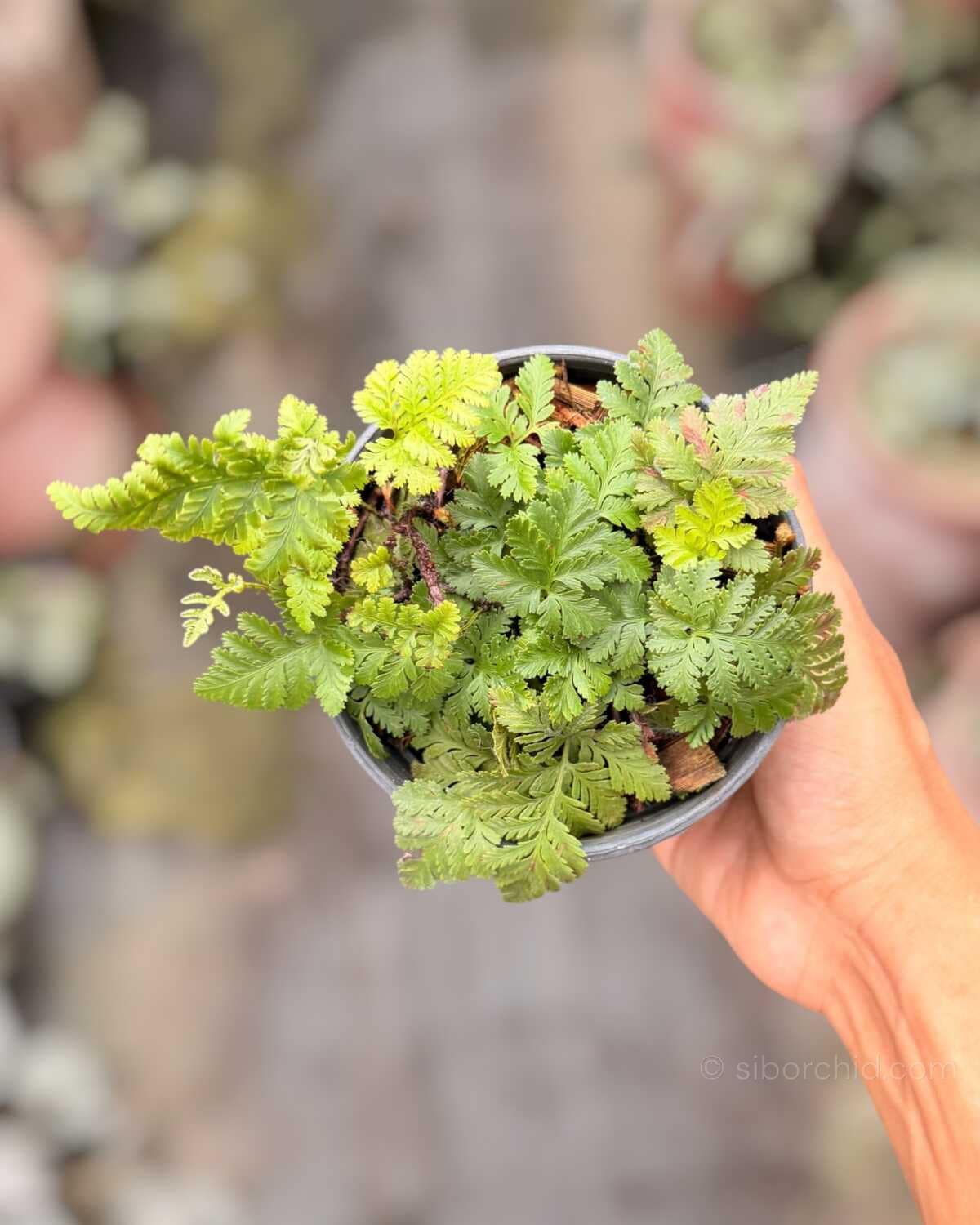 Davallia fejeensis Dwarf (Rabbit Foot Fern) - Davallia fejeensis Dwarf Form