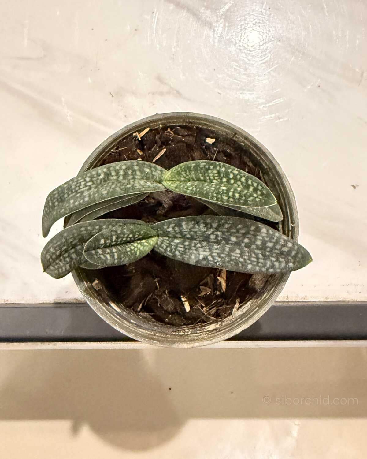 Paphiopedilum micranthum - Paphiopedilum micranthum