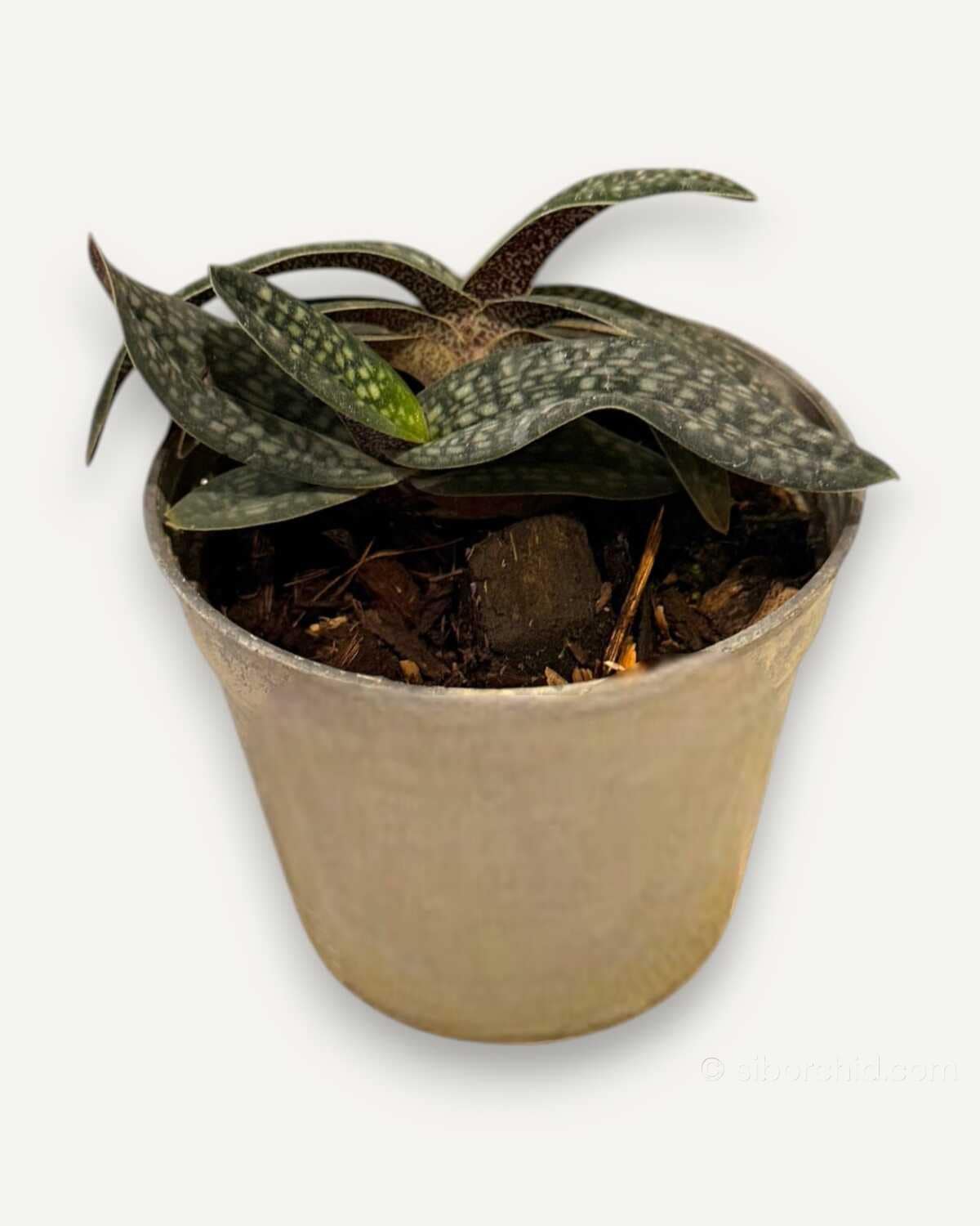 Paphiopedilum micranthum - Paphiopedilum micranthum