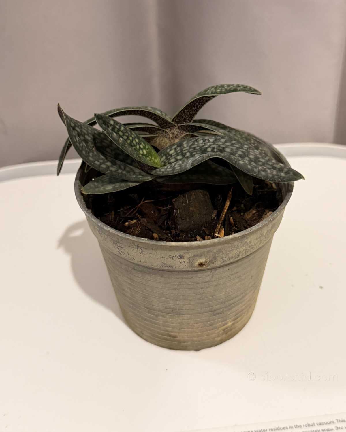 Paphiopedilum micranthum - Paphiopedilum micranthum