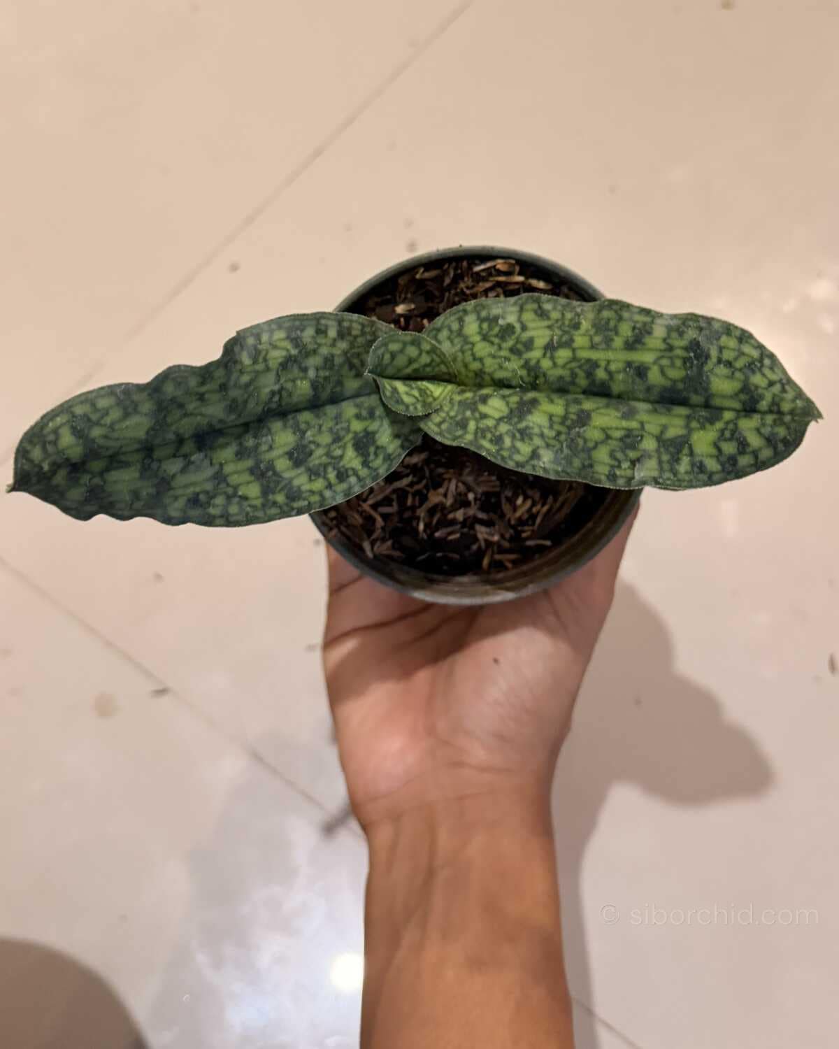 Paphiopedilum malipense (Blooming Size) - Paphiopedilum malipense (Blooming Size) - Image 3