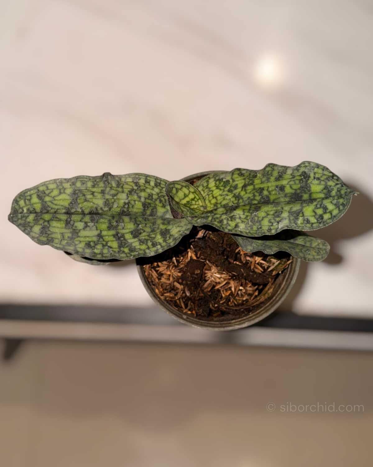 Paphiopedilum malipense (Blooming Size) - Paphiopedilum malipoense