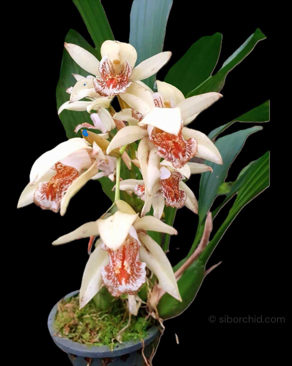 Coelogyne asperata