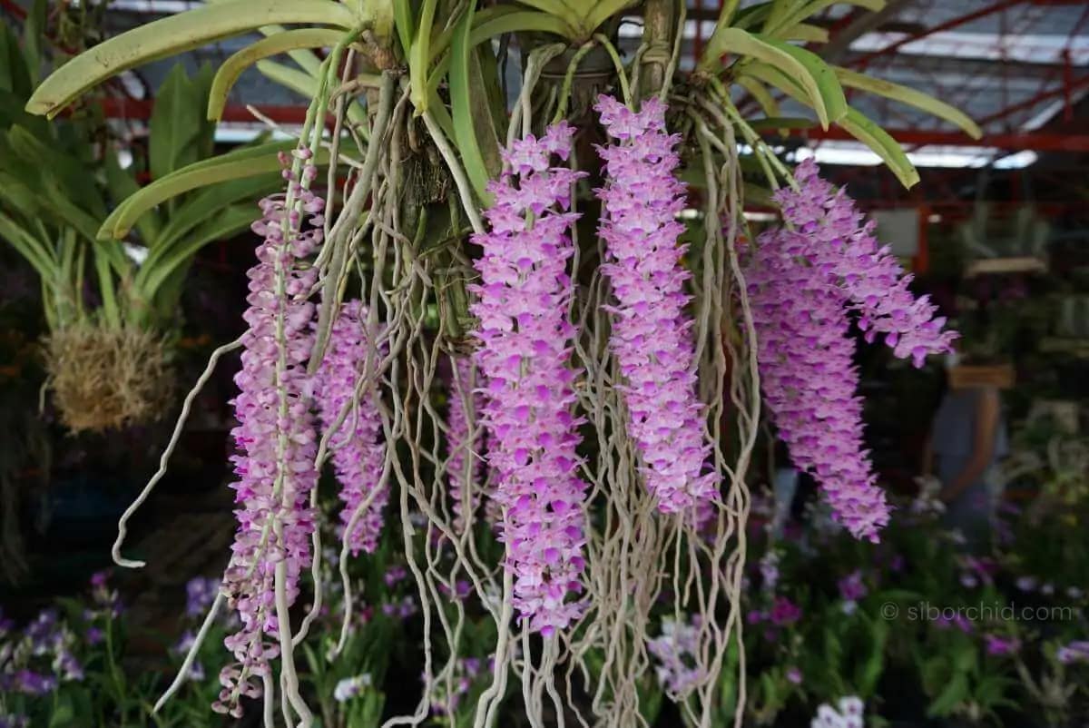 Rhynchostylis retusa - Rhynchostylis-retusa for sale