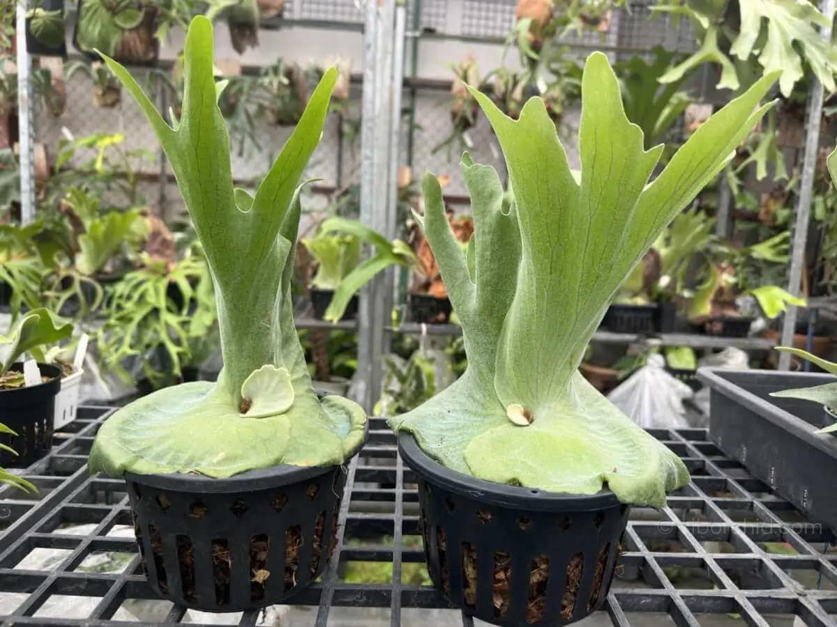 Platycerium grande - platycerium grande for sale