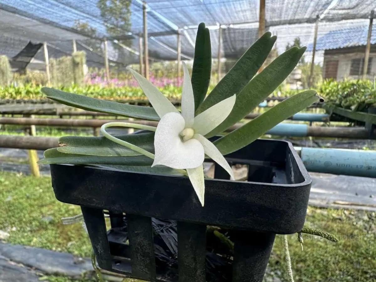 Angraecum didieri for sale siborchid white orchid