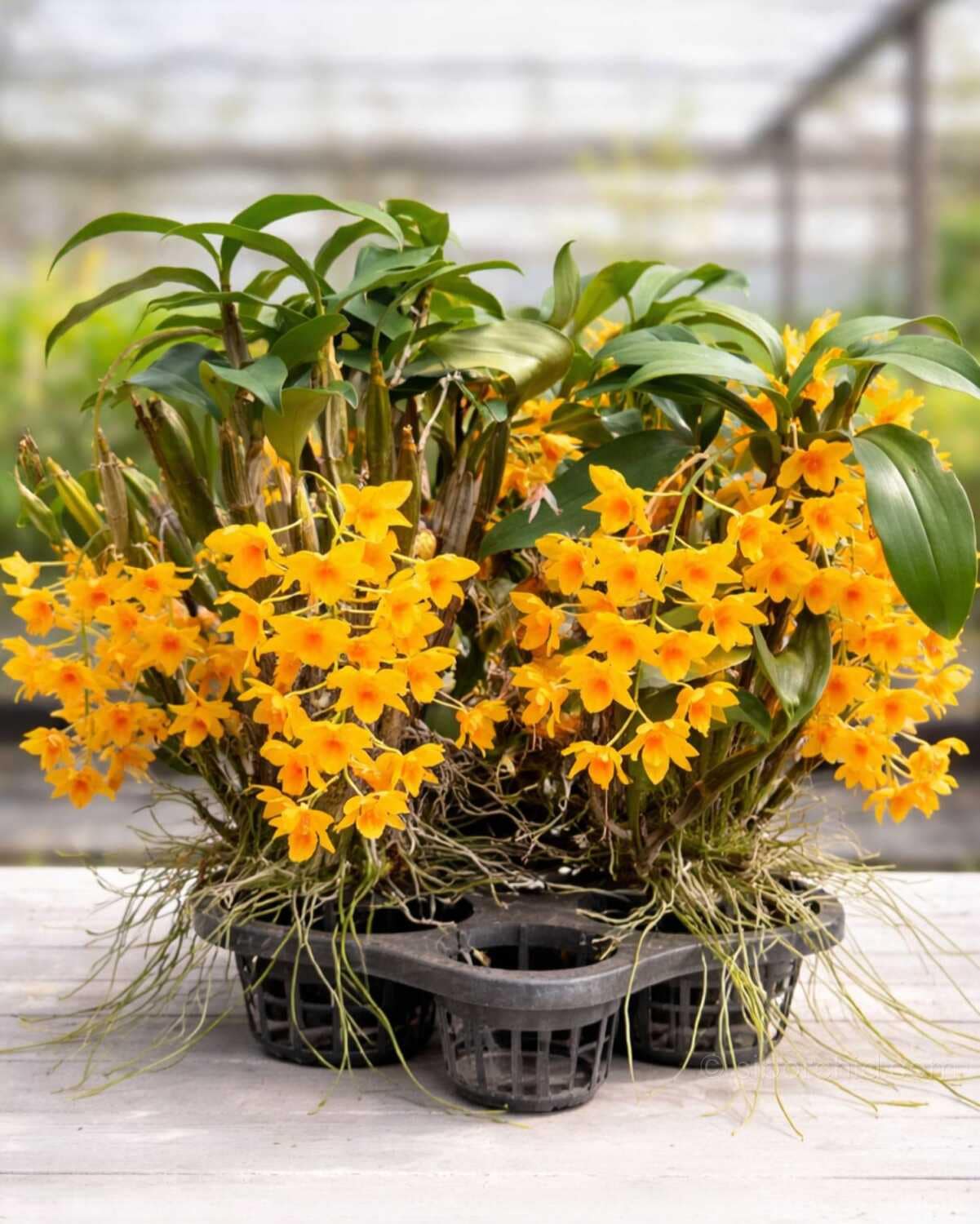 Dendrobium griffithianum - Dendrobium griffithianum