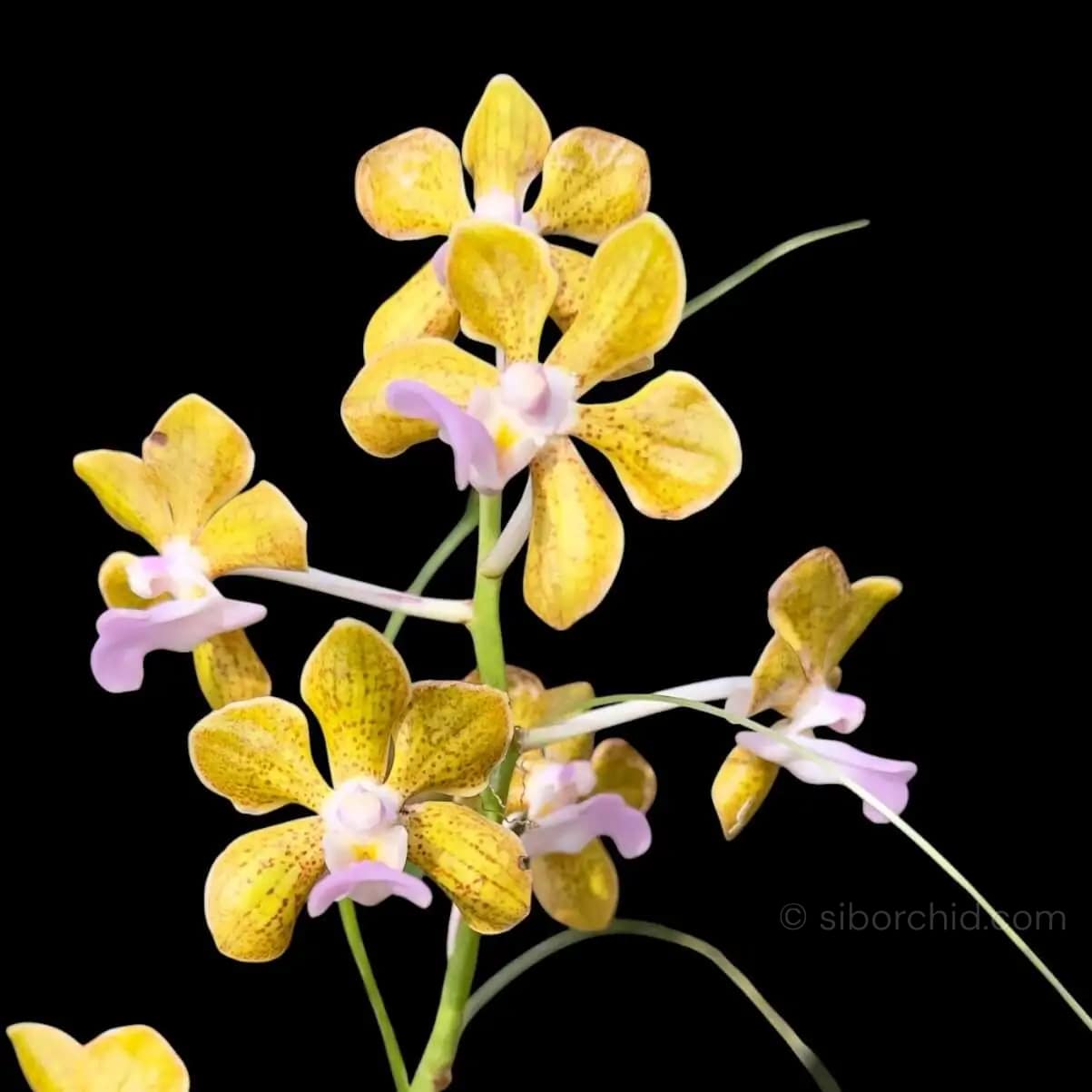 Vanda bensonii - Vanda bensonii