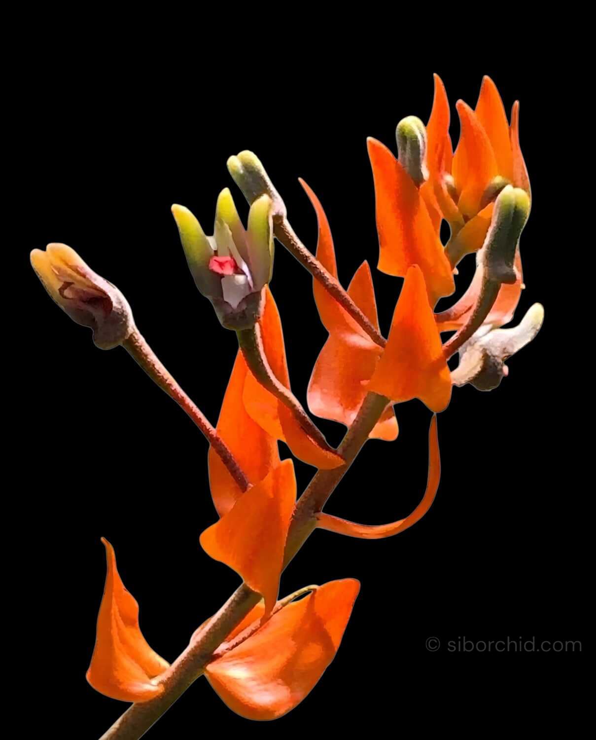 Eria ornata