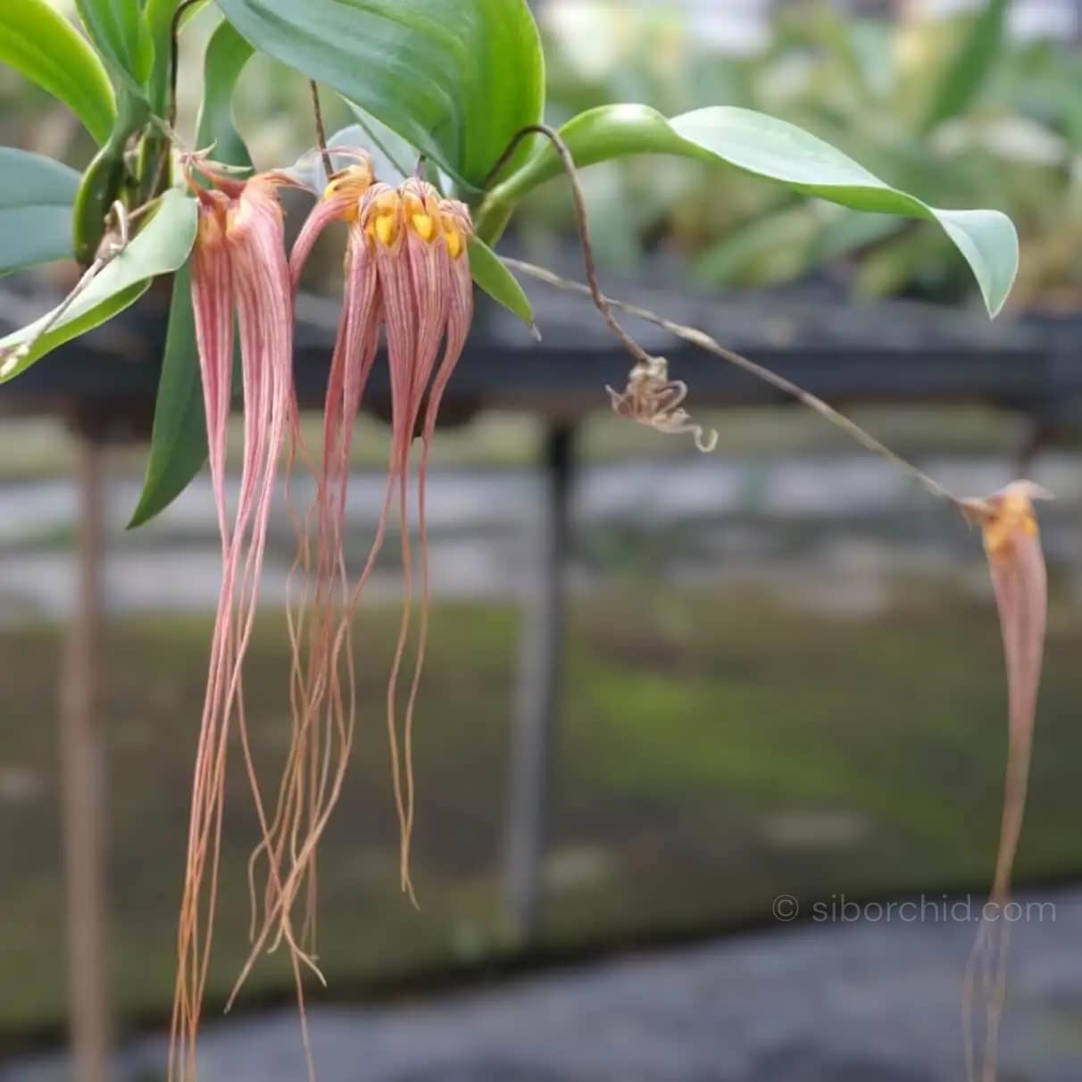 Bulbophyllum longissimum - Bulbophyllum longissimum