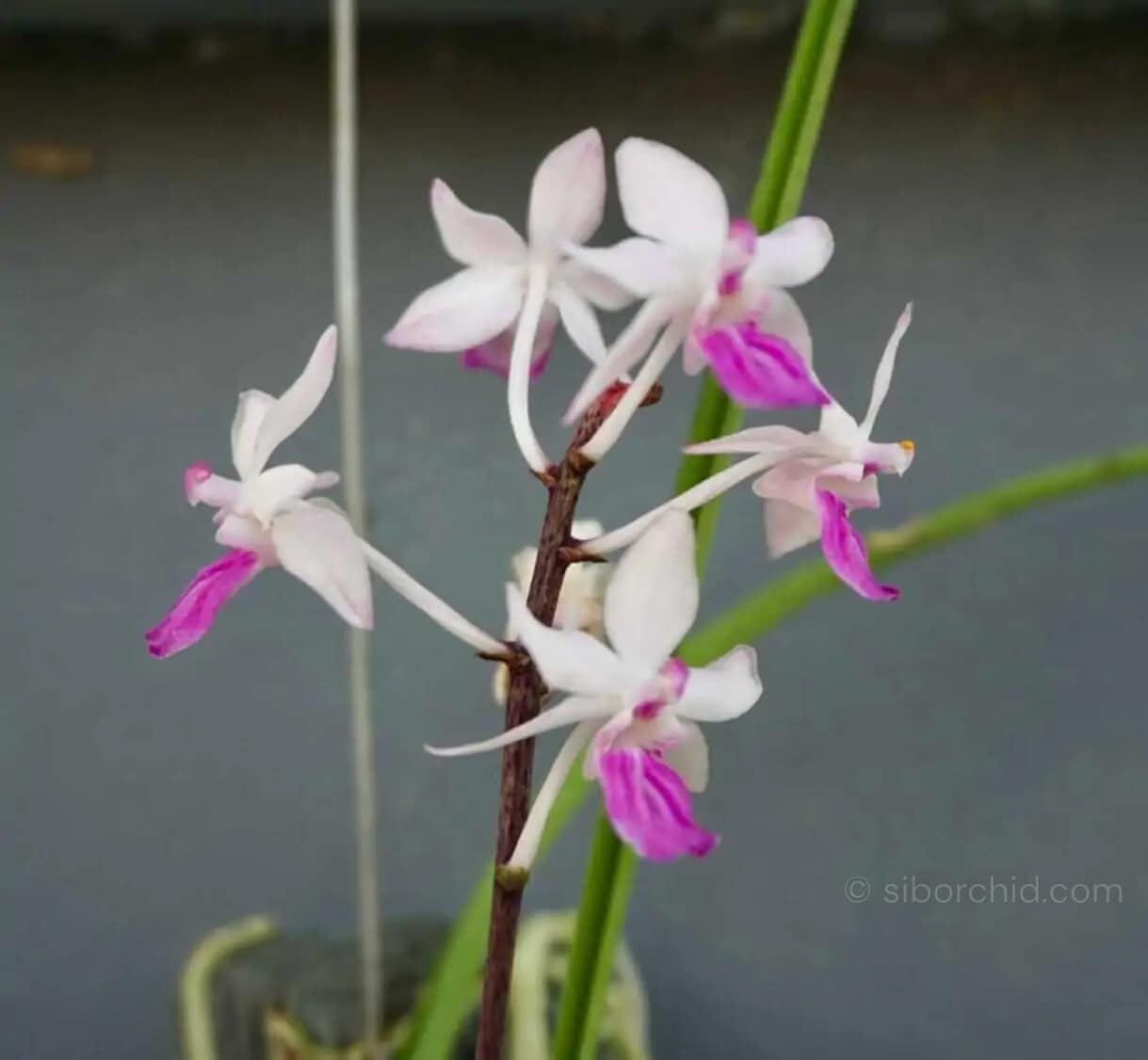 Holcoglossum amesianum x  Seidenfadenia mitrata