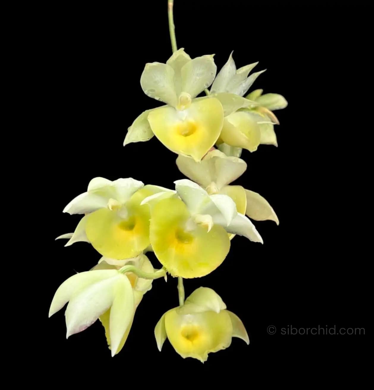 Catasetum pileatum - Catasetum pileatum