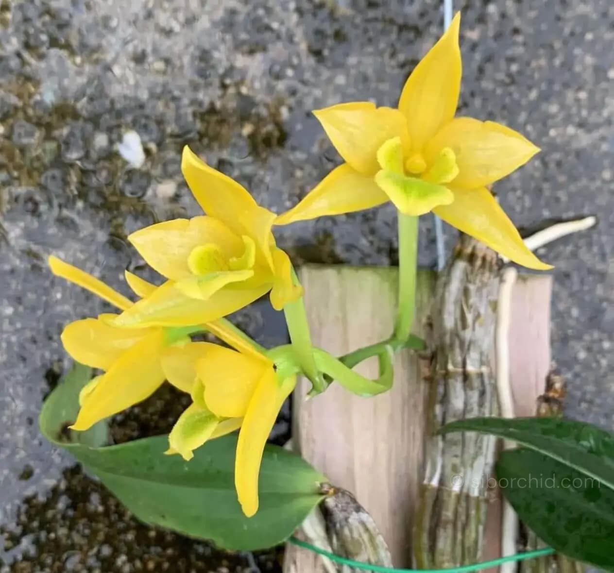 Dendrobium Trigonopus