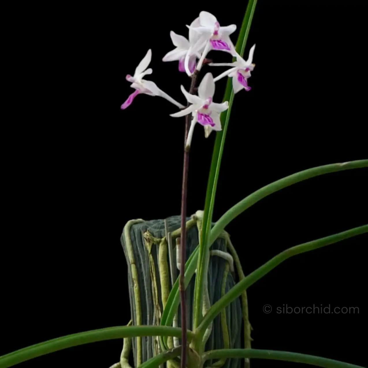 Holcoglossum amesianum x  Seidenfadenia mitrata
