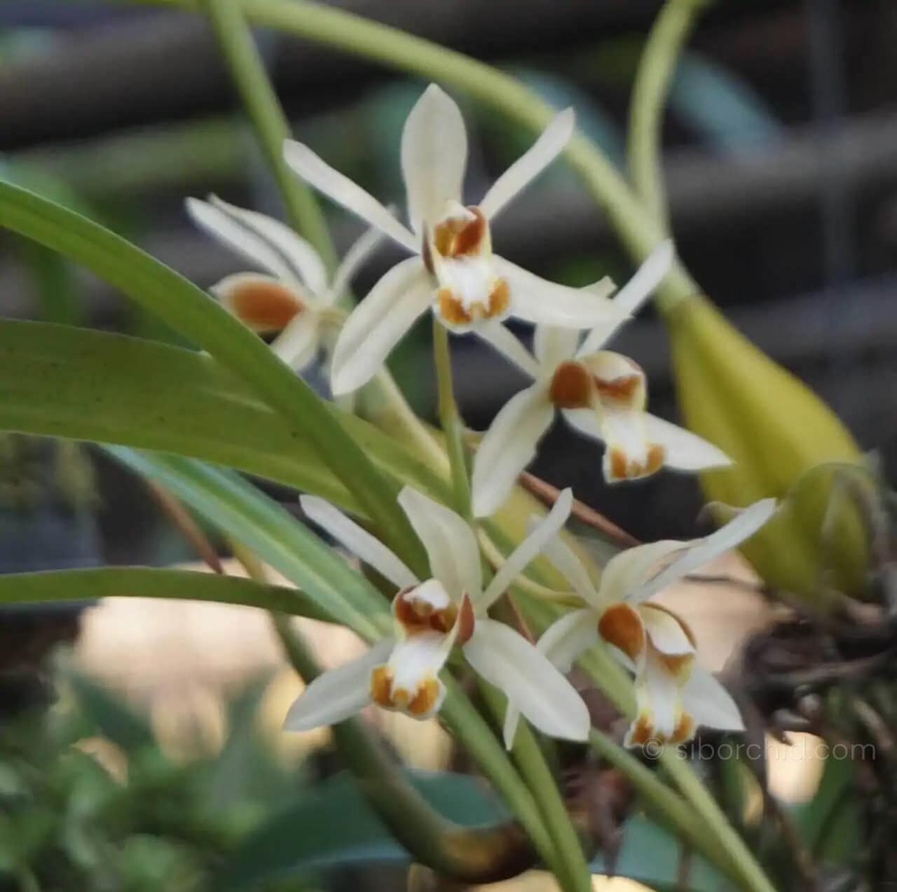 Coelogyne trinervis - Coelogyne trinervis