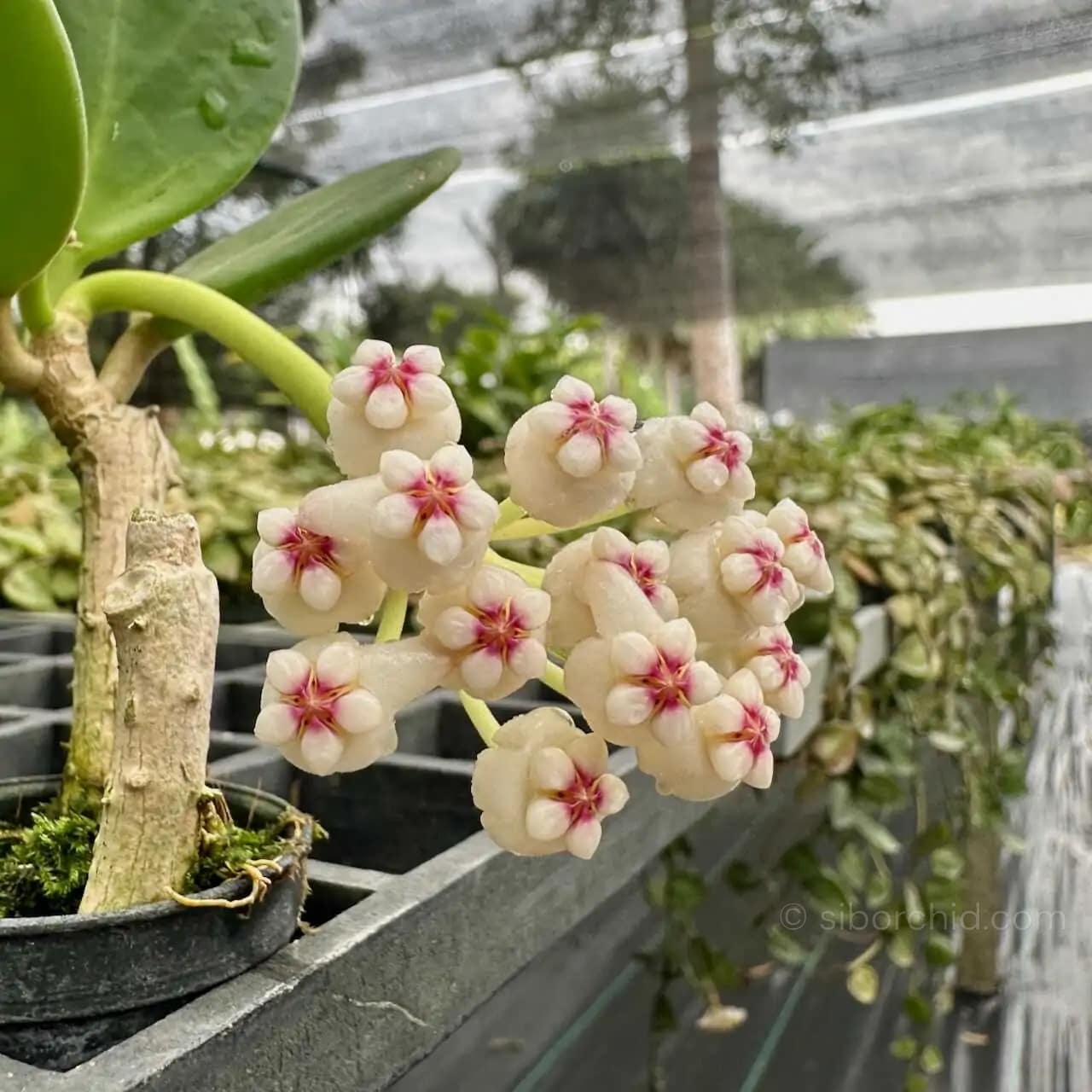Hoya verticillata (SIB36) - Hoya verticillata
