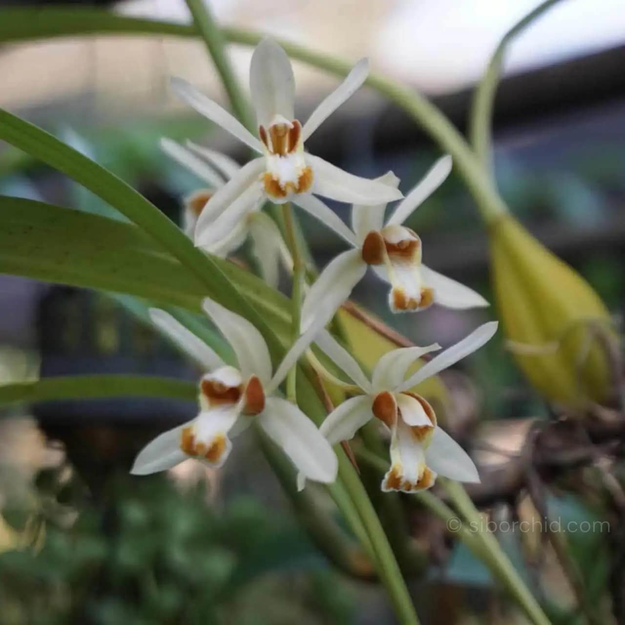 Coelogyne trinervis - Coelogyne trinervis