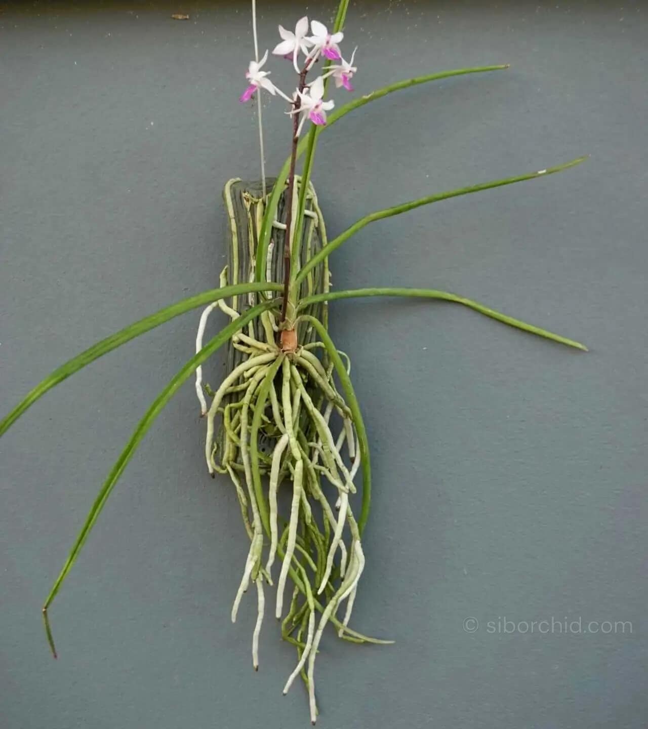 Holcoglossum amesianum x  Seidenfadenia mitrata