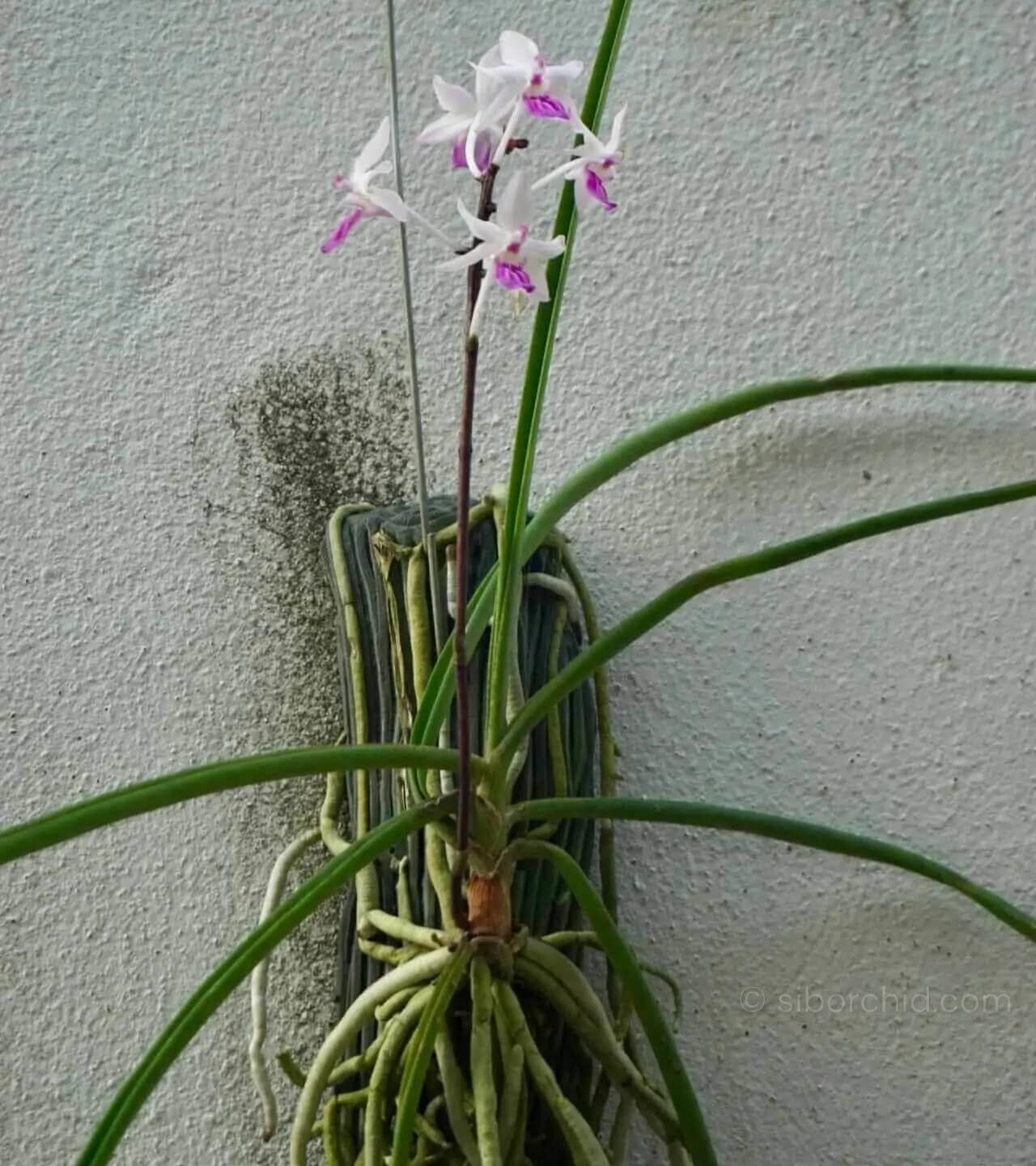 Holcoglossum amesianum x  Seidenfadenia mitrata