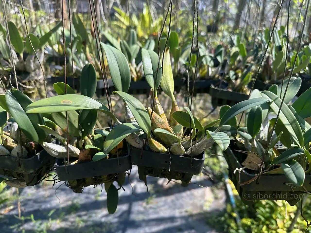 Dendrobium lindleyi (Blooming Size) - dendrobium lindleyi