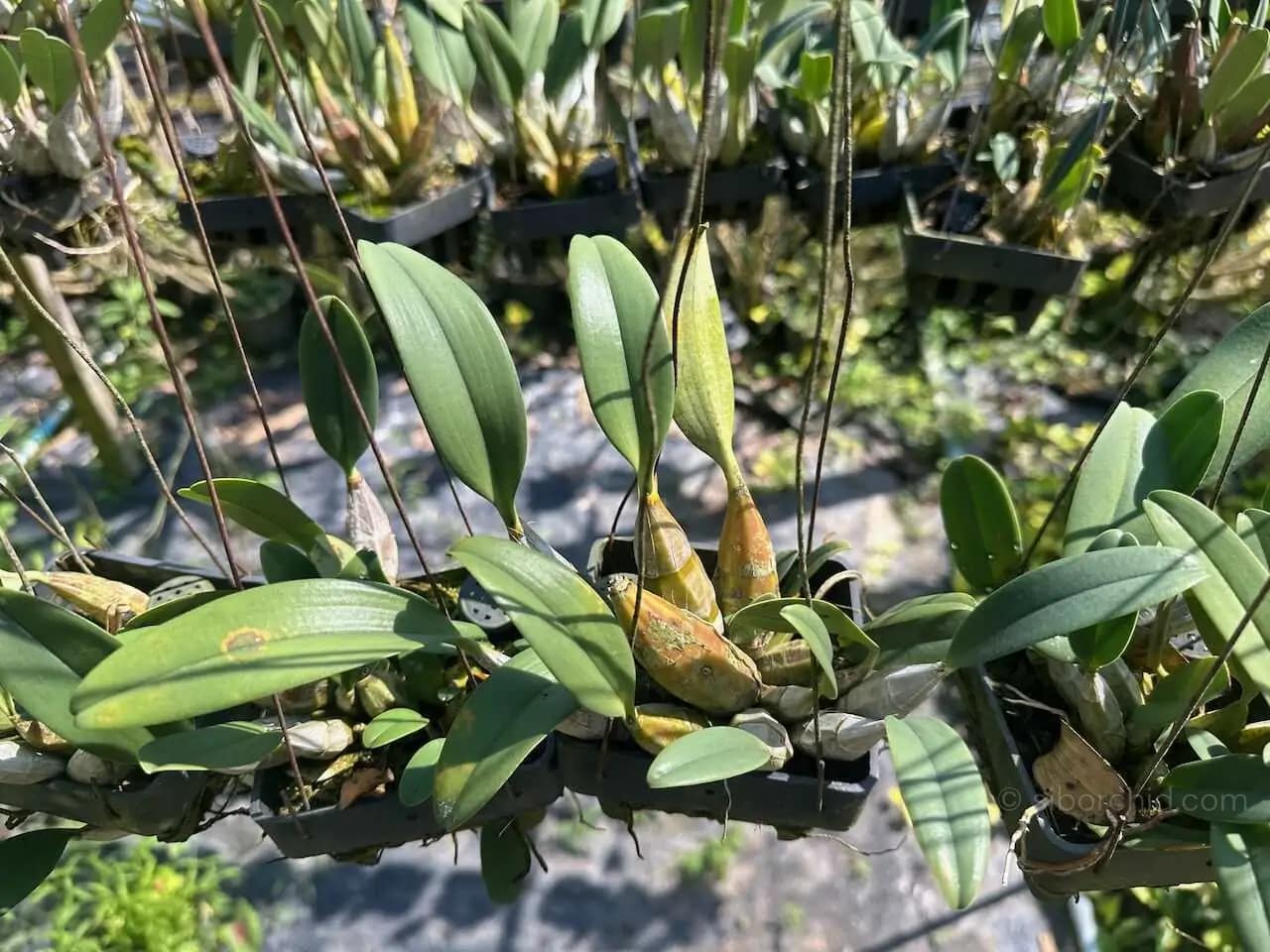 Dendrobium lindleyi (Blooming Size) - dendrobium lindleyi