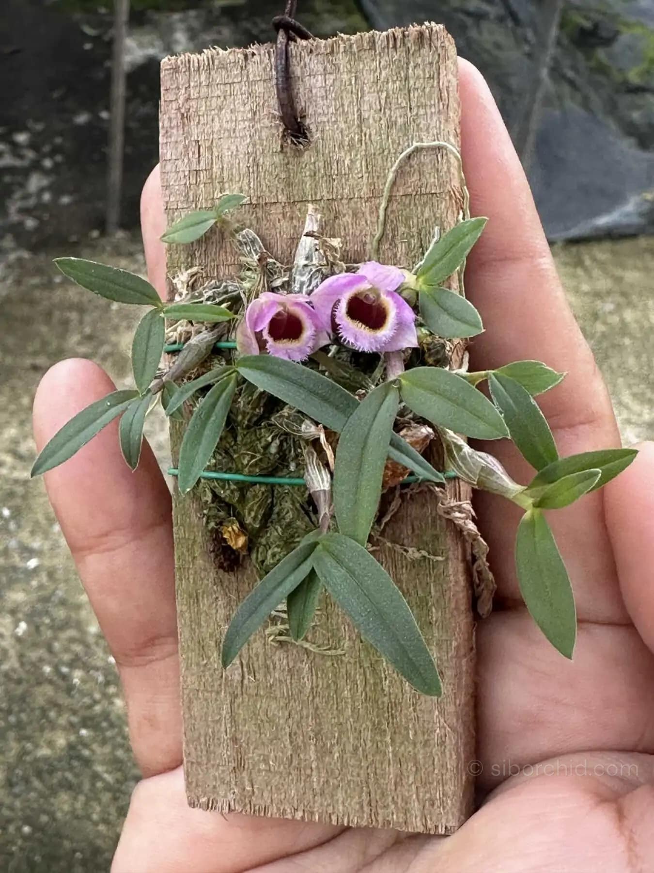 Dendrobium fuscifaucium