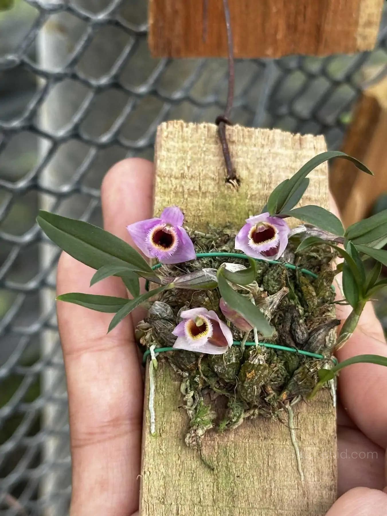 Dendrobium fuscifaucium