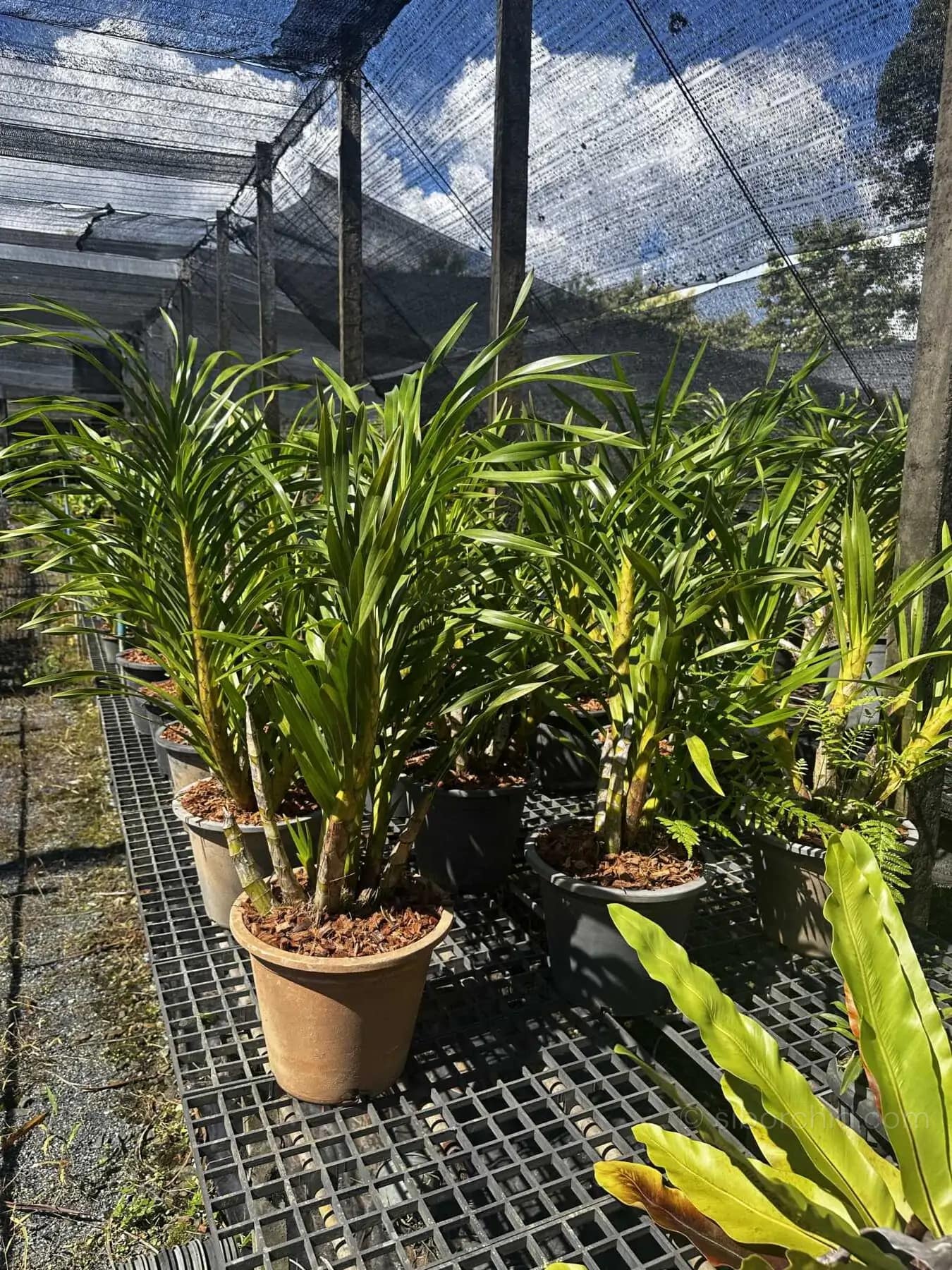 Grammatophyllum speciosum Alba - grammatophyllum speciosum
