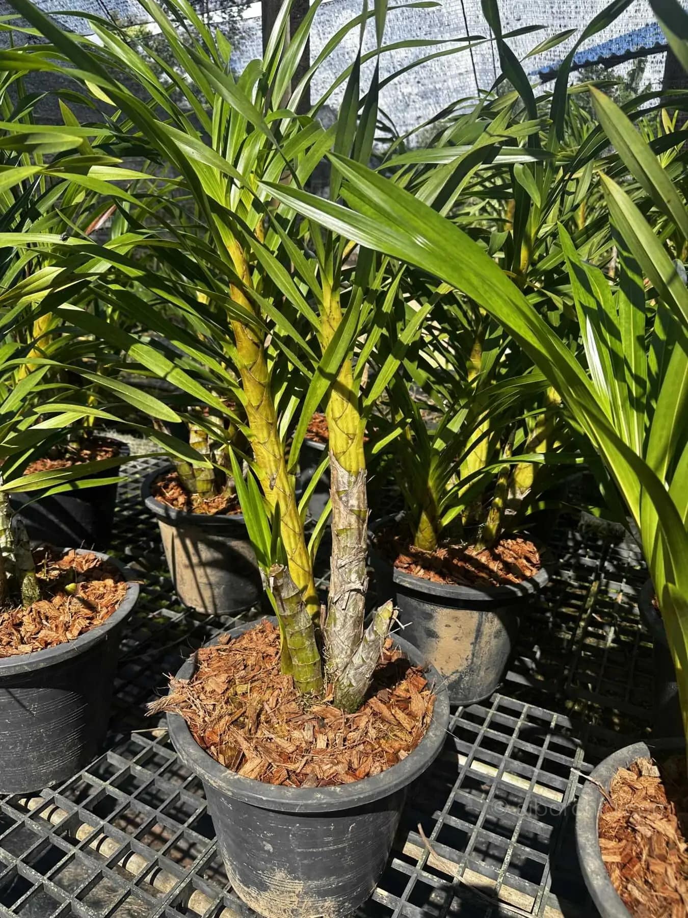 Grammatophyllum speciosum Alba - grammatophyllum speciosum