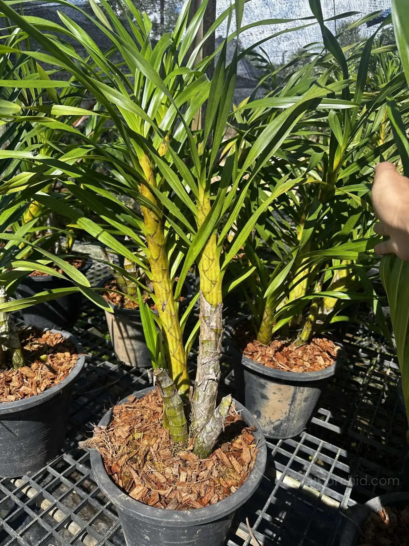 Grammatophyllum speciosum Alba - grammatophyllum speciosum