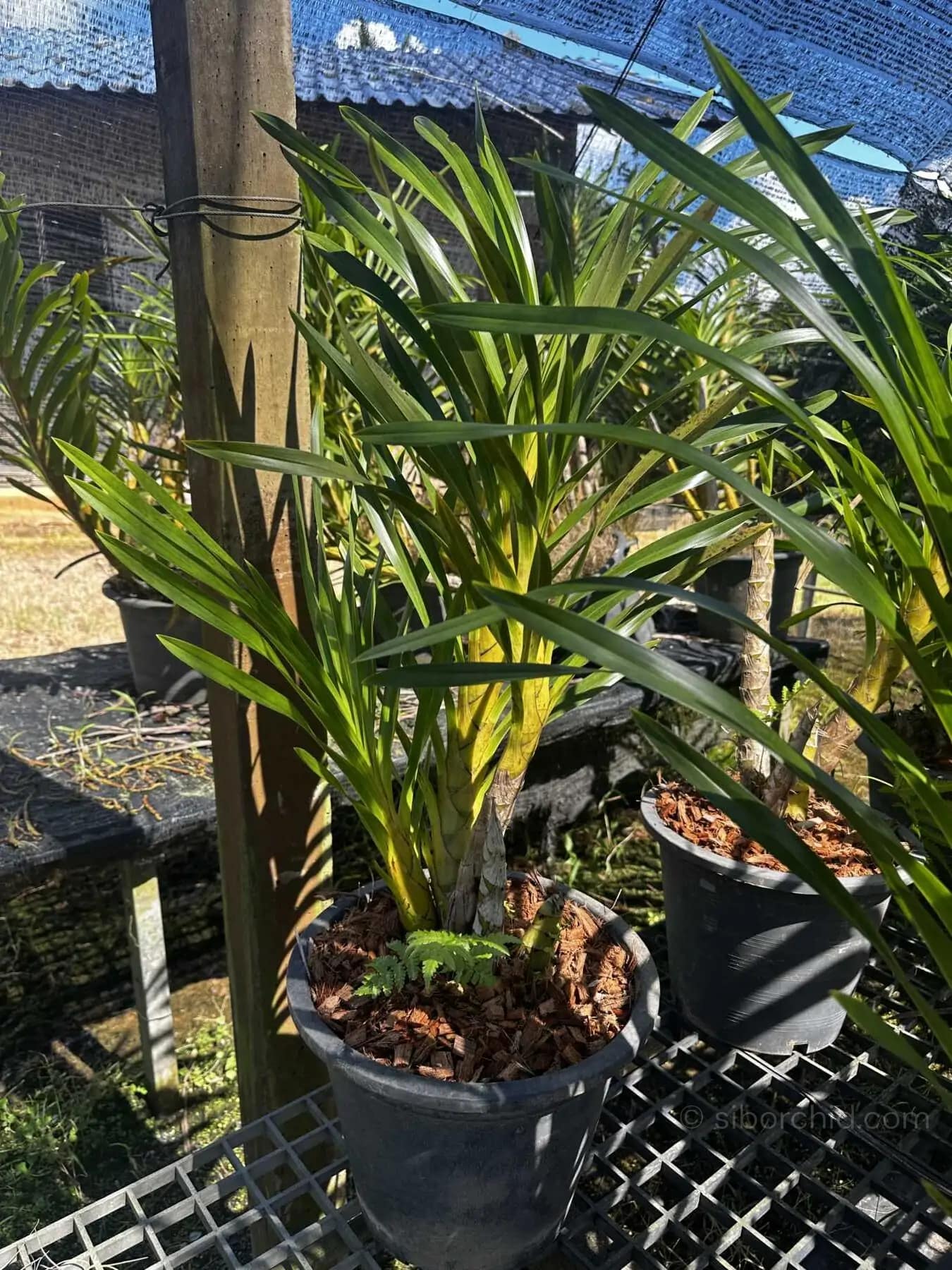 Grammatophyllum speciosum Alba - grammatophyllum speciosum