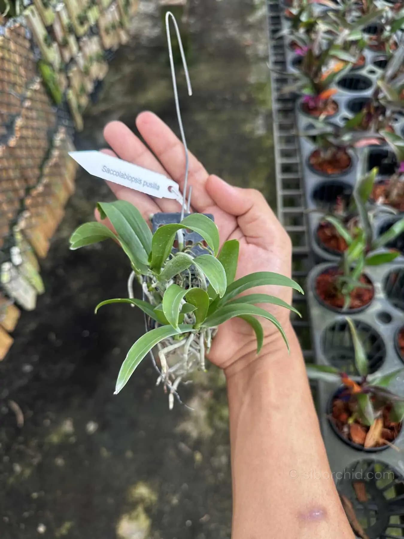 Saccolabiopsis pusilla