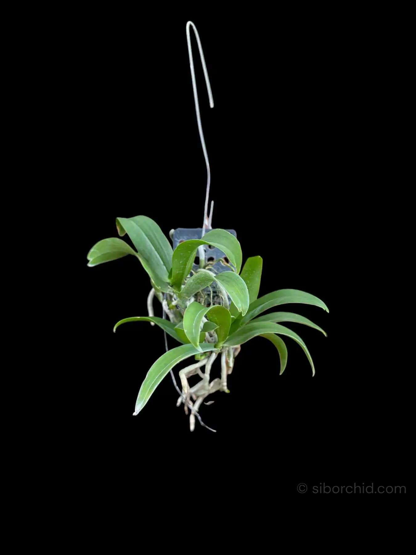 Saccolabiopsis pusilla