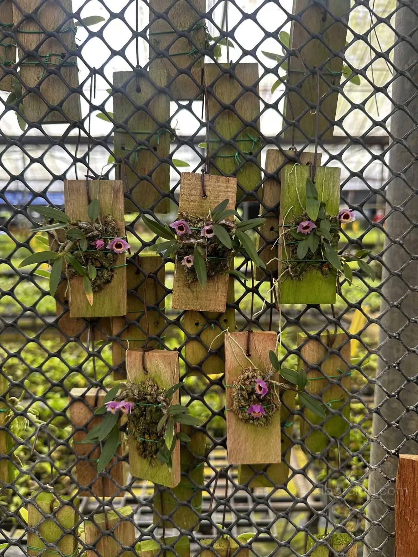 Dendrobium fuscifaucium