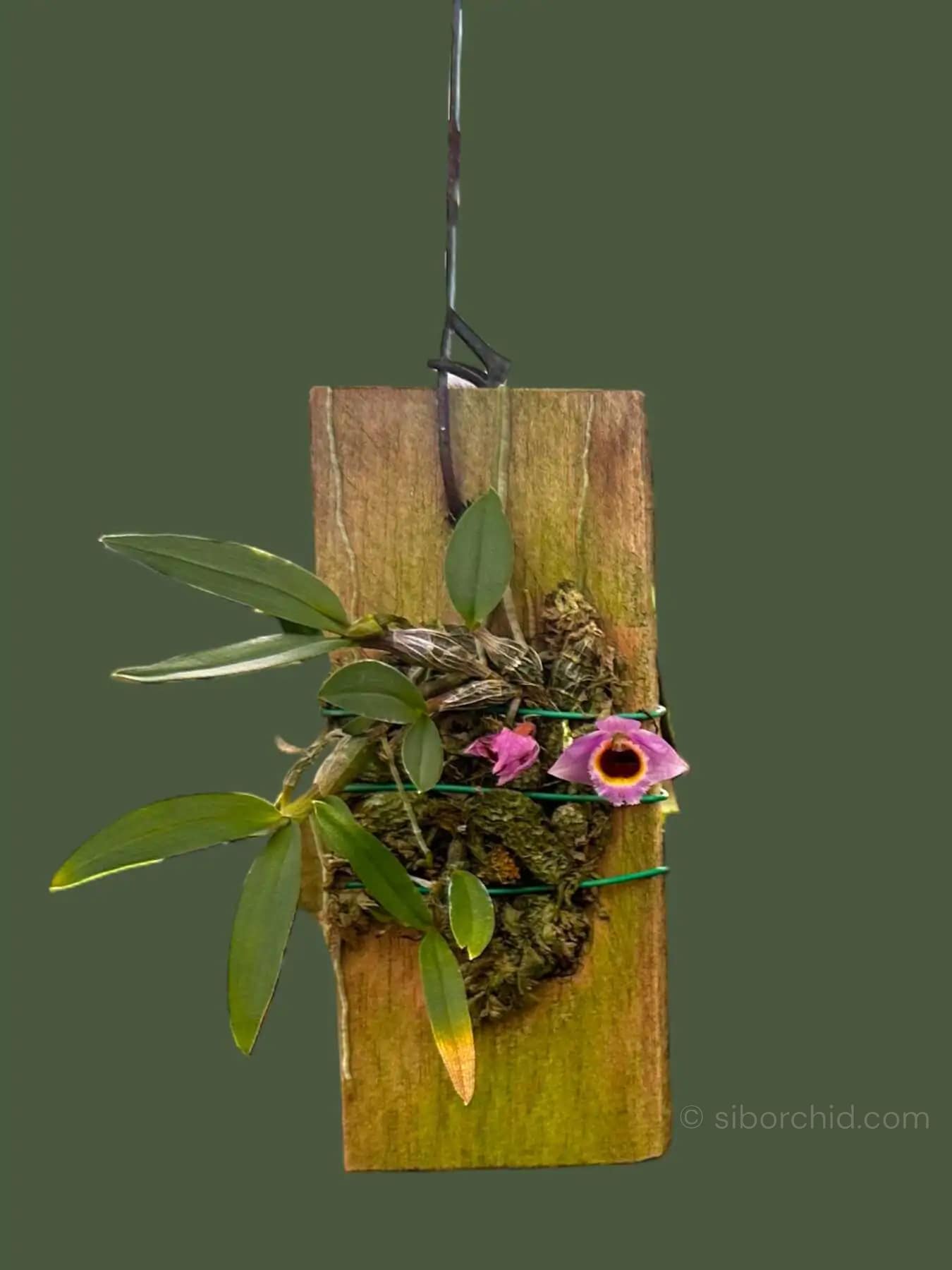 Dendrobium fuscifaucium