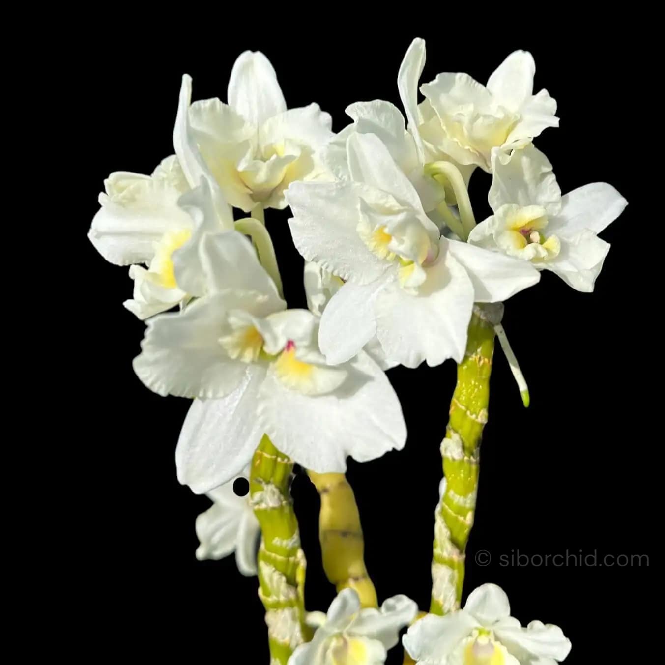 Dendrobium Nobile True Love - dendrobium nobile truelove