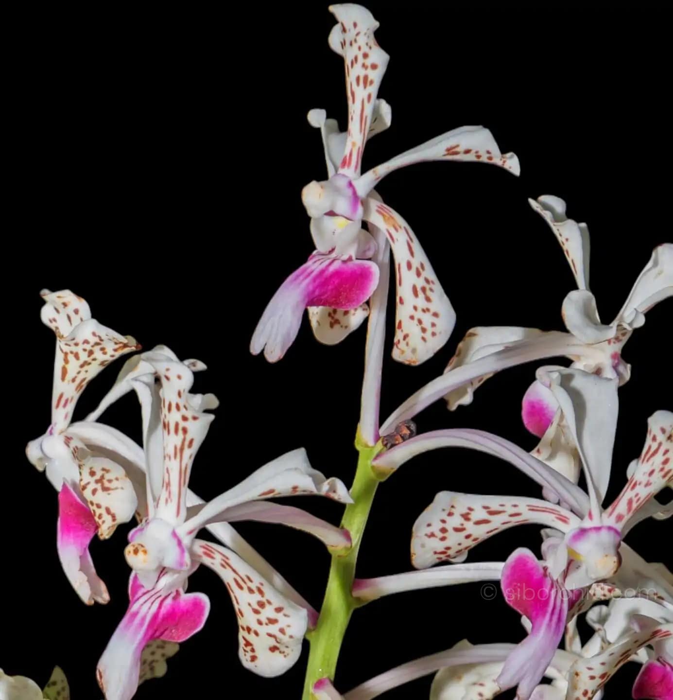 Vanda tricolor - Vanda tricolor