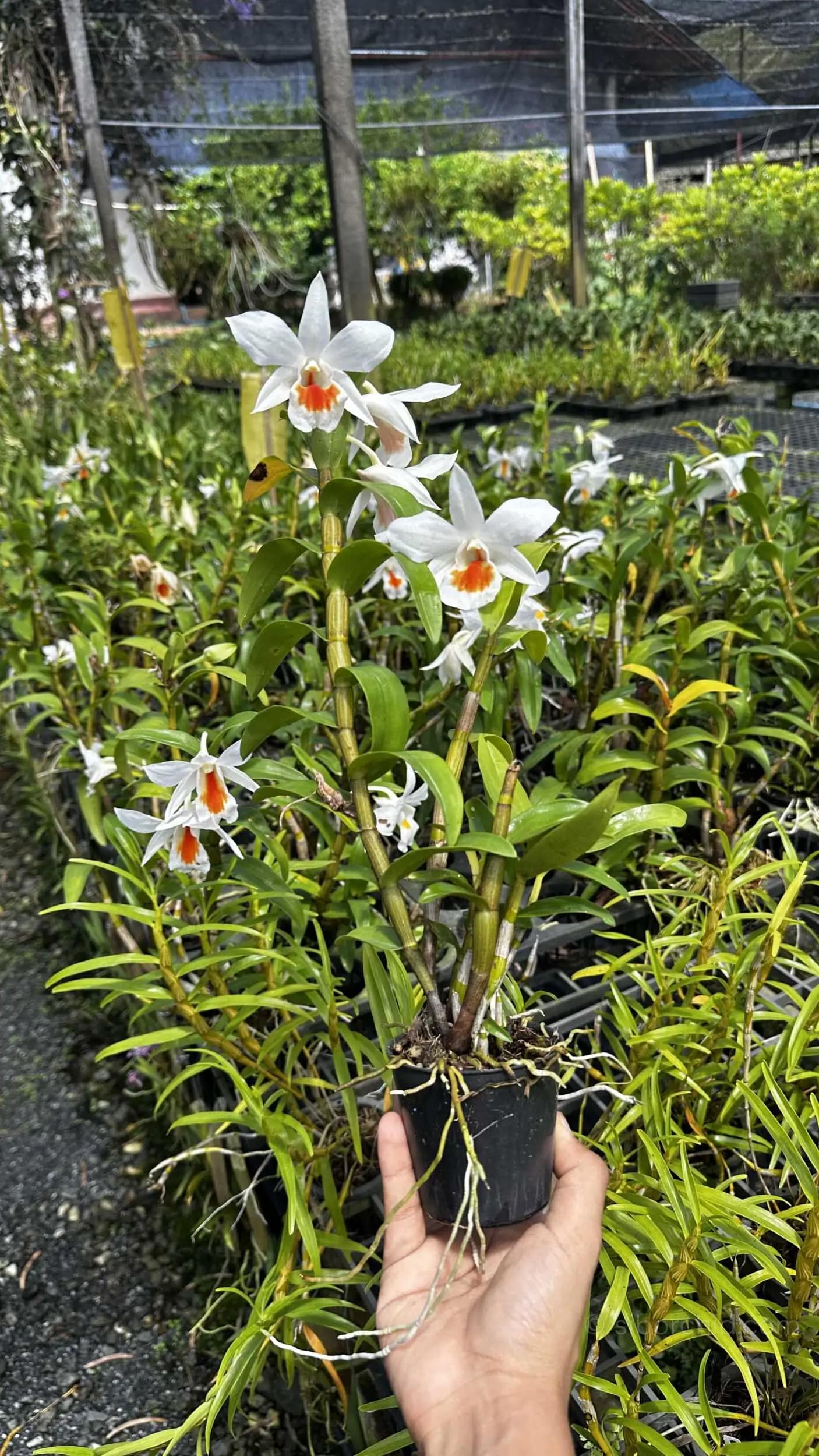 Dendrobium Formidable - Dendrobium Formidible (Dendrobium formosum x Dendrobium infundibulum)