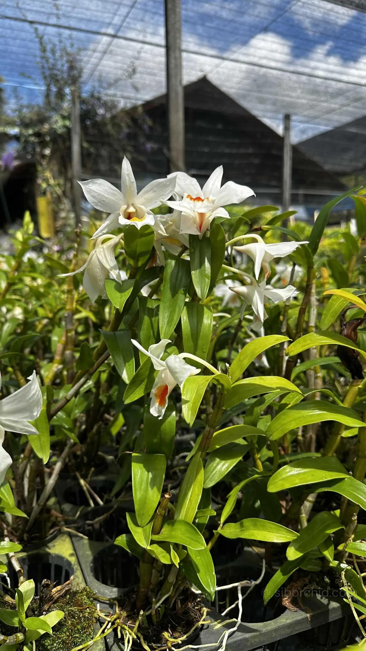 Dendrobium Formidable - Dendrobium Formidible (Dendrobium formosum x Dendrobium infundibulum)
