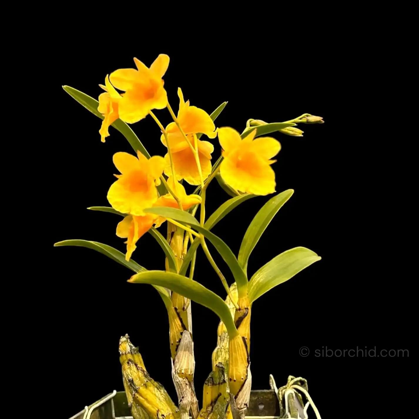 Dendrobium capillipes