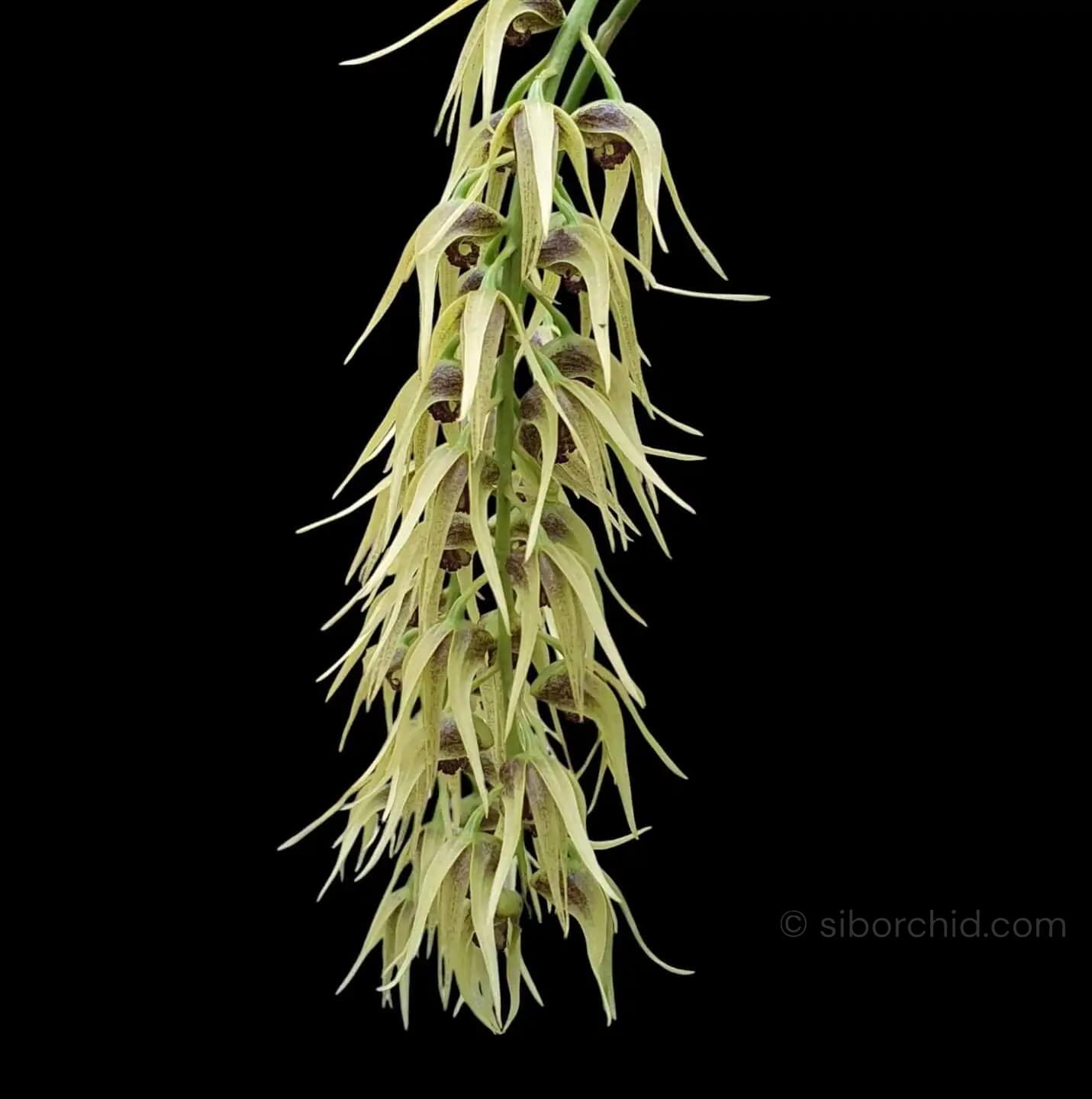 Dendrobium strongylanthum - Dendrobium strongylanthum