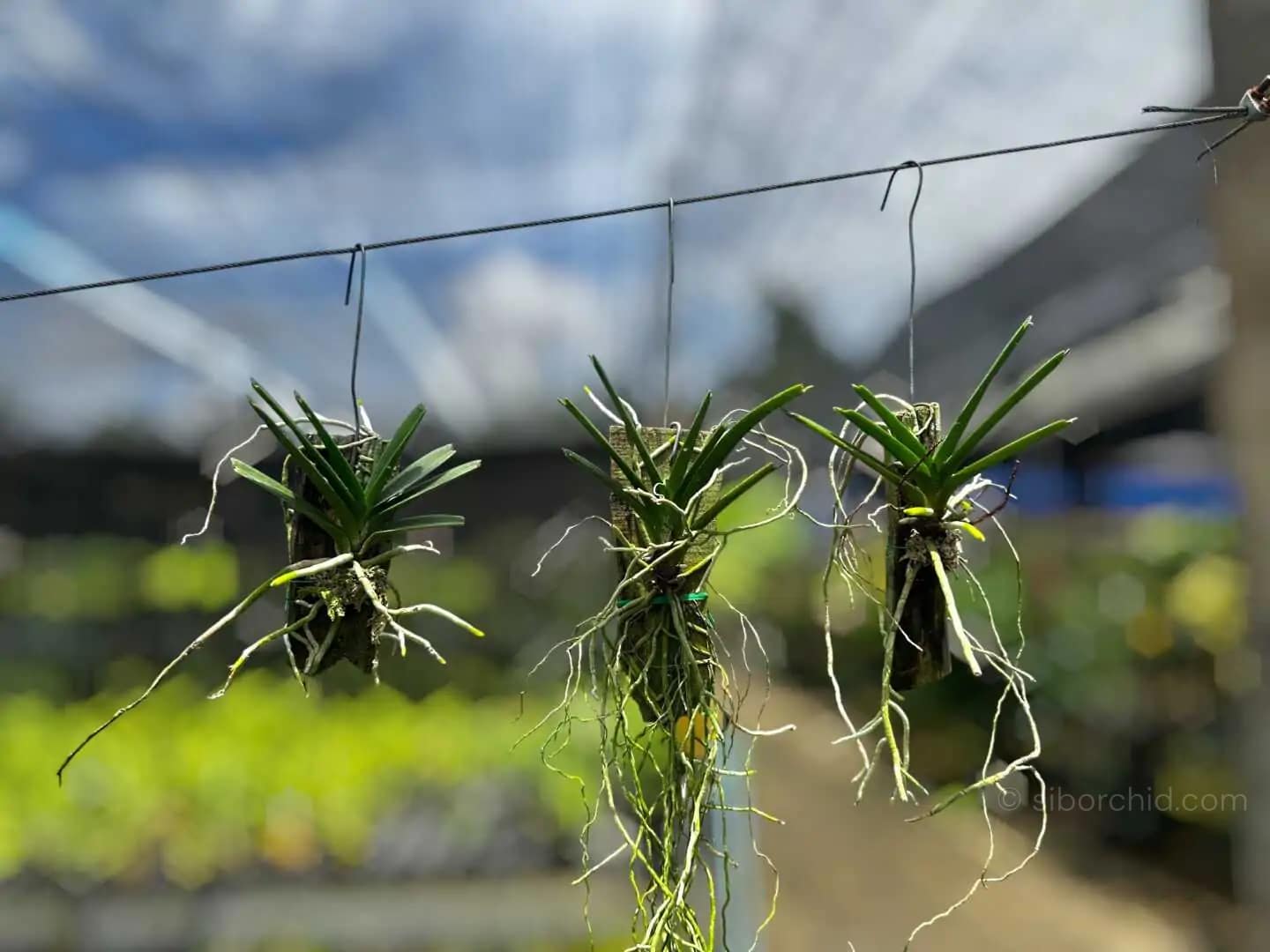 Vanda ampullacea (Ascocentrum ampullaceum) - Image 7