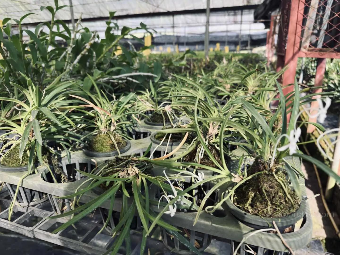 Neofinetia falcata (Big Size) - Image 3