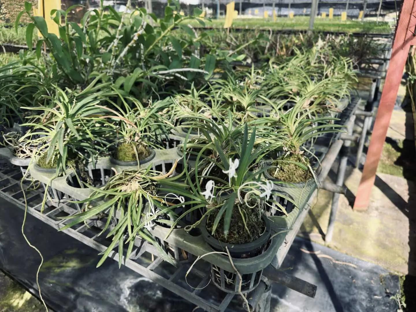 Neofinetia falcata (Big Size) - Image 2