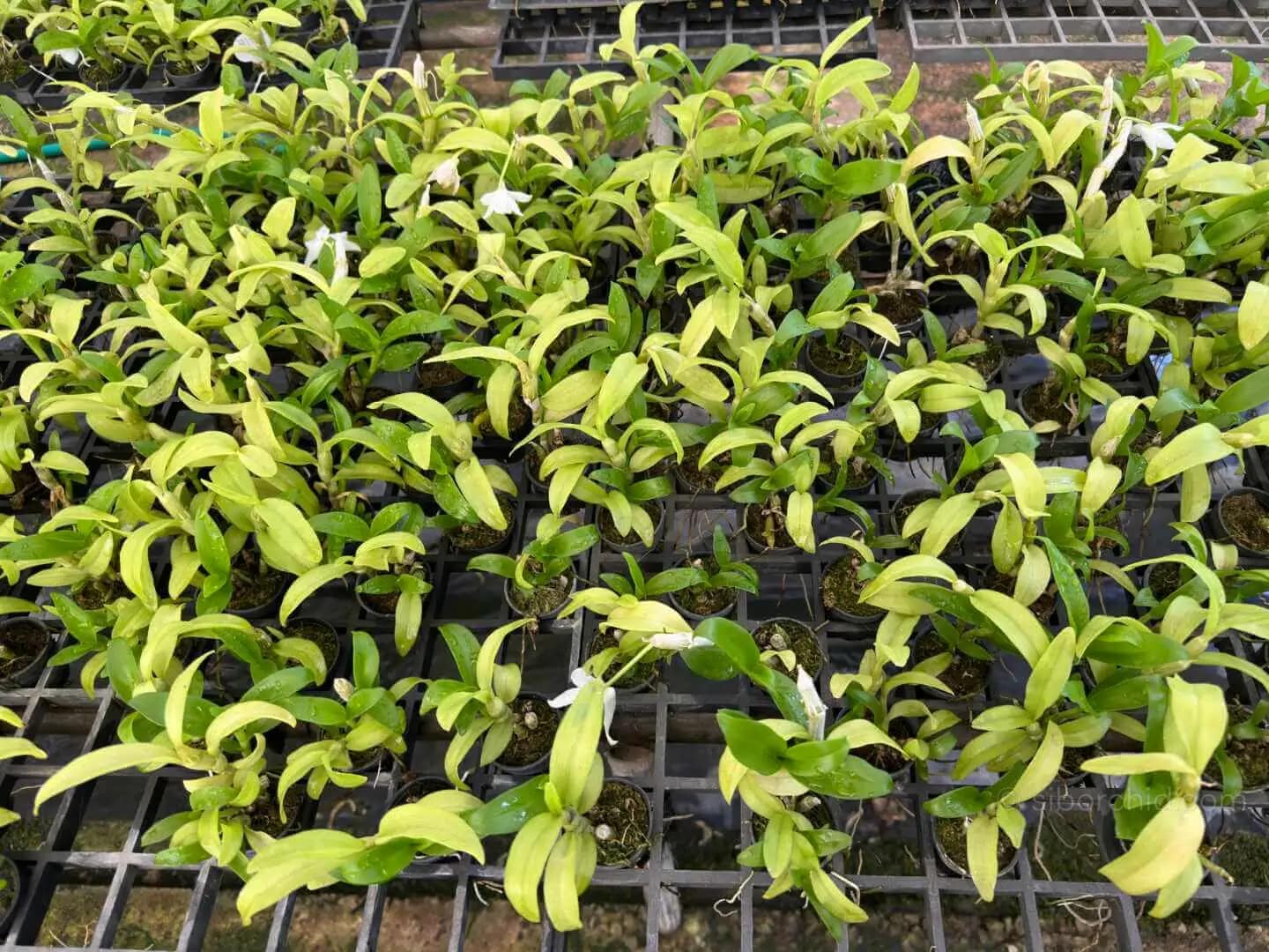 Dendrobium parishii alba - Dendrobium parishii alba
