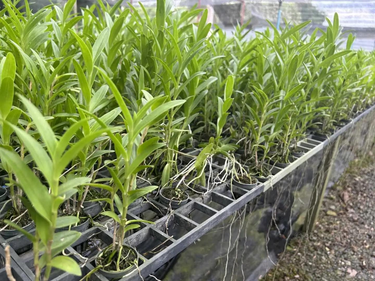 Epidendrum Hybrids White - Epidendrum Hybrids "White"