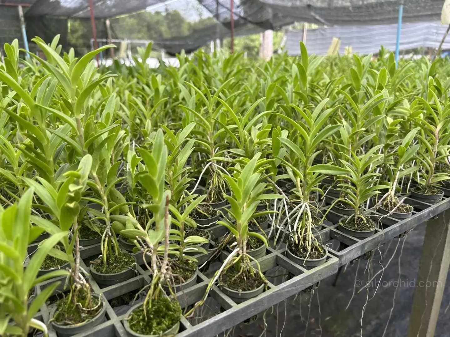 Epidendrum Hybrids White - Epidendrum Hybrids "White"